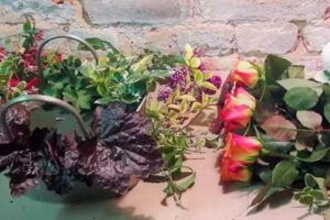 „Agrostik” Izabela Serdyńska