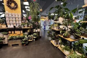 Akant – Renata Kulcenty