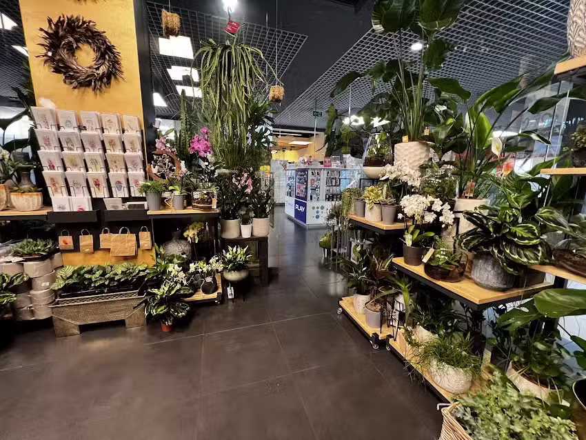 Akant – Renata Kulcenty