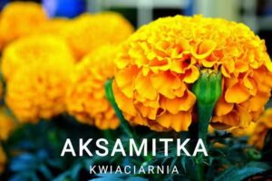 AKSAMITKA
