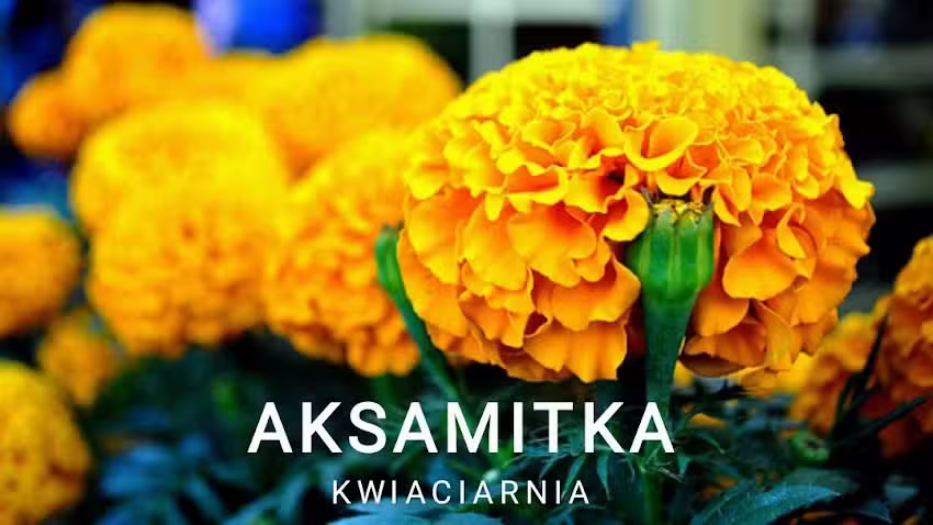 AKSAMITKA
