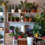 Ale Kwiatki Kwiaciarnia