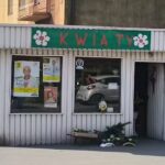 Amarylis. Kwiaciarnia