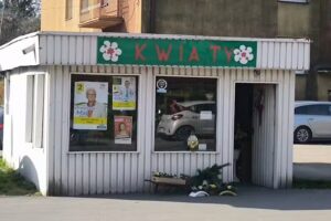 Amarylis. Kwiaciarnia