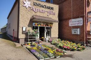 Amaryllis. Kwiaciarnia. Wilbrandt M.