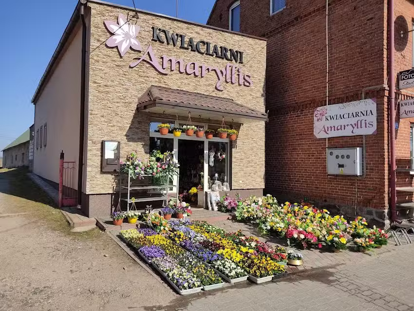 Amaryllis. Kwiaciarnia. Wilbrandt M.