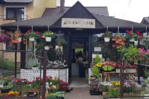 Anemone Pracownia Florystyczna