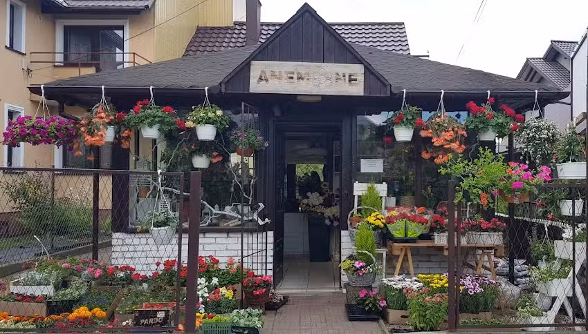 Anemone Pracownia Florystyczna