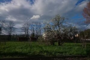 Antoniak Janusz. Kwiaciarnia