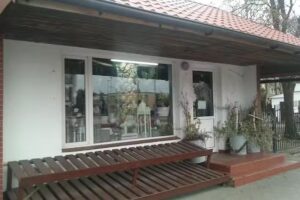 Anturium. Kwiaciarnia