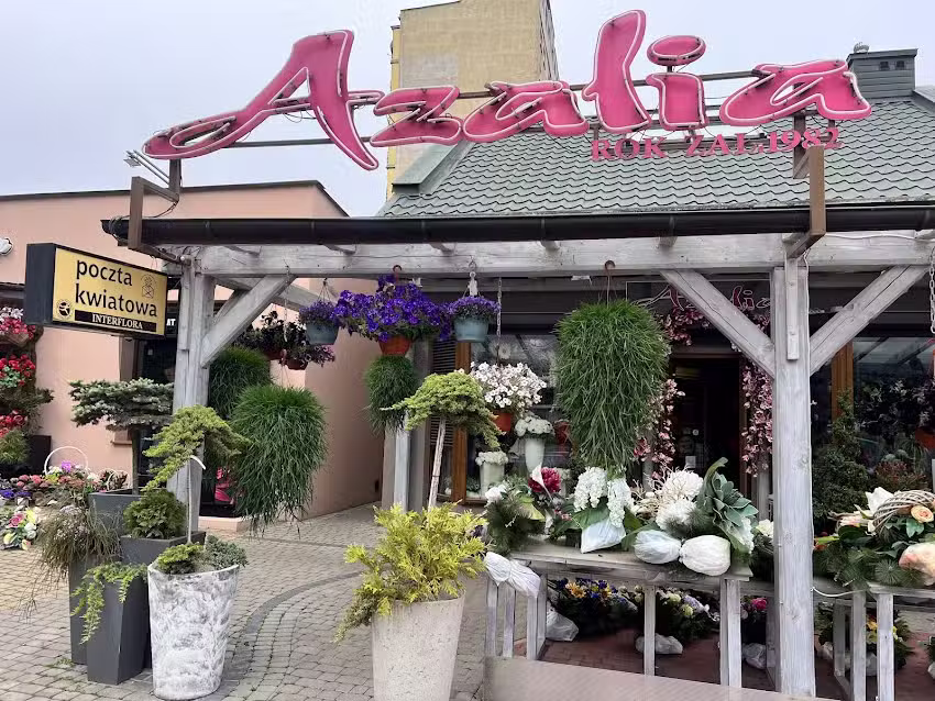 Azalia. Kwiaciarnia