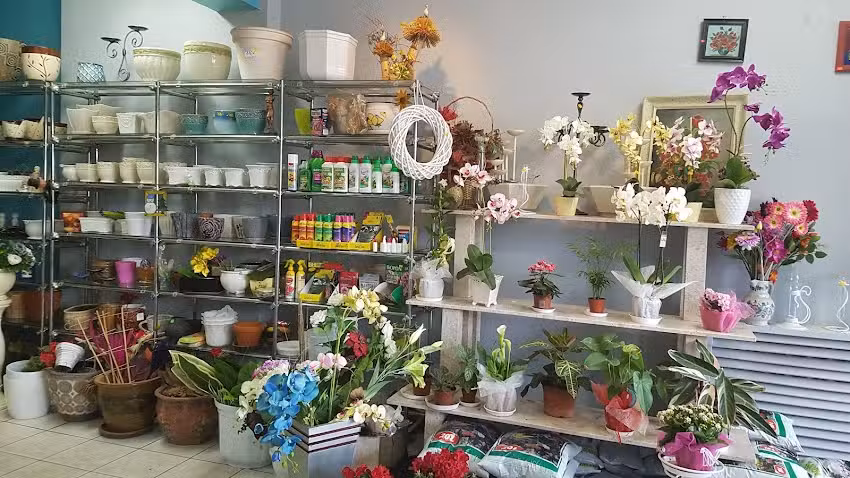 Baccara Nowa. Kwiaciarnia. Wasilewski K