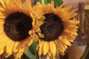 Baran A. Kwiaty, upominki