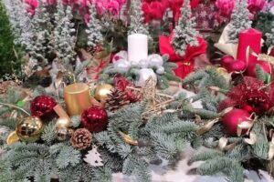 Bella Rosa Iwona Sudoł