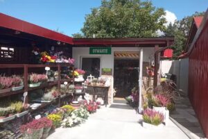 Bernarda Jakubowska Kwiaty