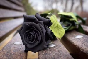 Black Rose