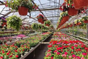 Brudło – Gospodarstwo Ogrodnicze