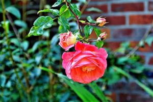 Celozja. Kwiaciarnia. Chwałek I.