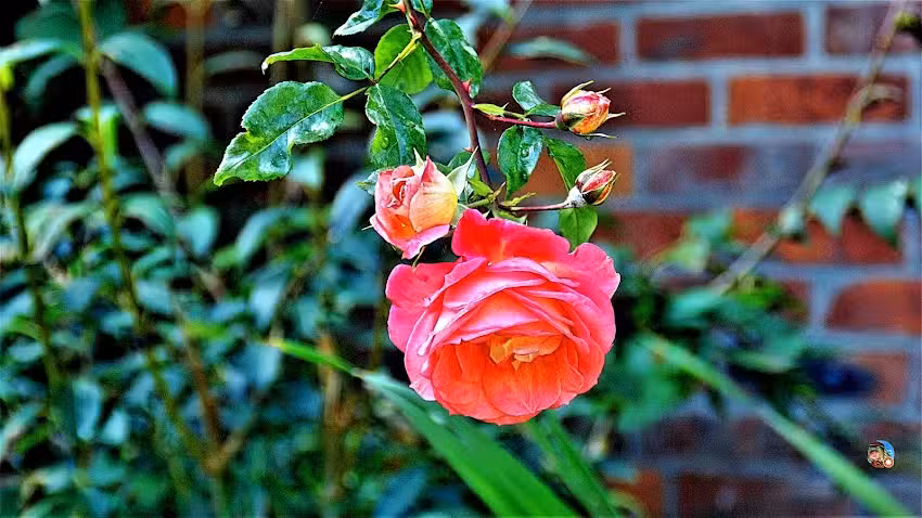 Celozja. Kwiaciarnia. Chwałek I.