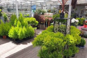 Centrum Ogrodnicze Wilkanowo Beata Nowicka-Cofalska