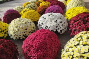 Chryzantemy Maciejewscy