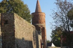 Cyklamen. Kwiaciarnia. Wojciechowski F.