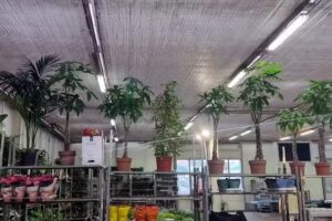 Doro. FH. Hurtownia kwiatów. Dorocki C.