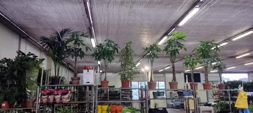 Doro. FH. Hurtownia kwiatów. Dorocki C.