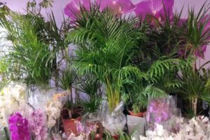 Frąszczak Stefan. Handel kwiatami