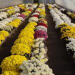 Gospodarstwo ogrodnicze