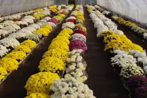 Gospodarstwo ogrodnicze