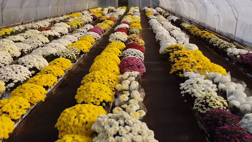 Gospodarstwo ogrodnicze