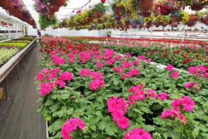 Gospodarstwo Ogrodnicze Agnieszka i Mariusz Zioło