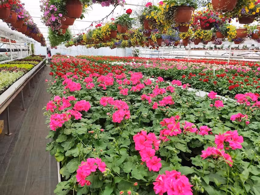 Gospodarstwo Ogrodnicze Agnieszka i Mariusz Zioło