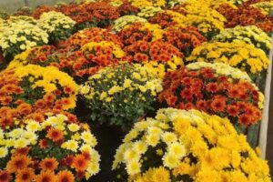 Gospodarstwo Ogrodnicze Grzegorz Kic