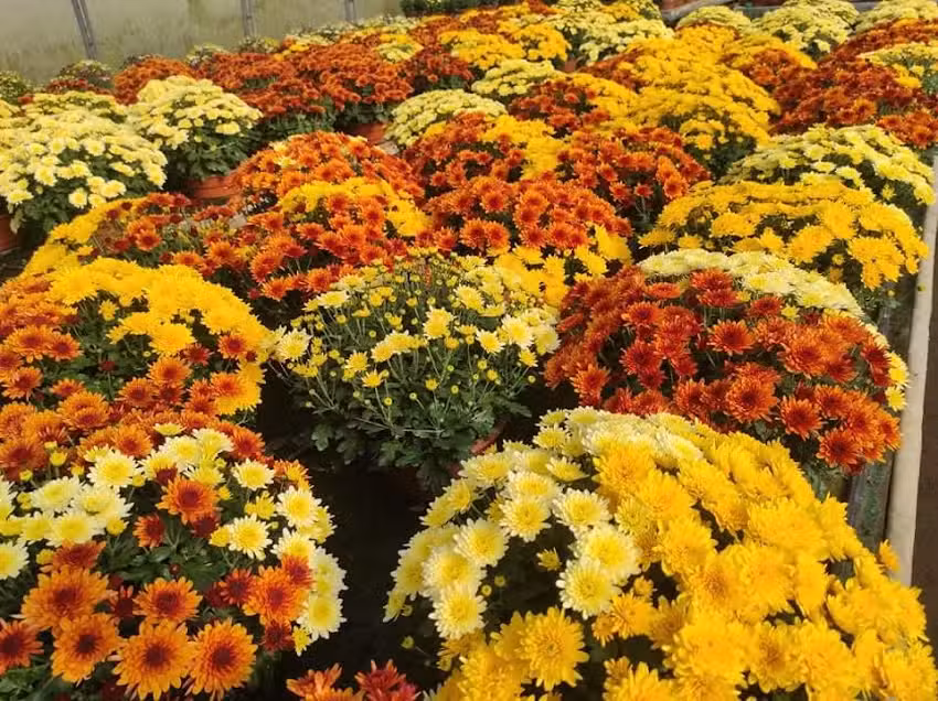 Gospodarstwo Ogrodnicze Grzegorz Kic