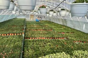 Gospodarstwo Ogrodnicze Janas Kwiaty