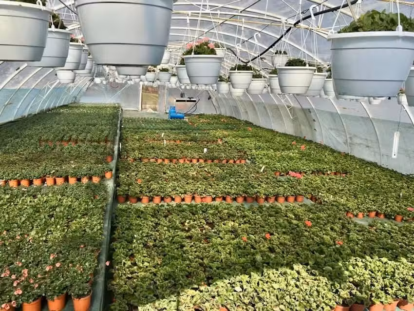 Gospodarstwo Ogrodnicze Janas Kwiaty