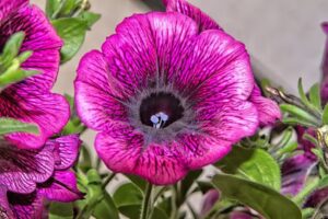 Gospodarstwo Ogrodnicze Janusza i Elżbiety Kowalczyk