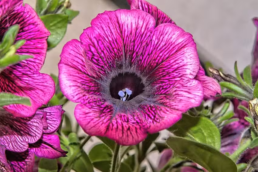 Gospodarstwo Ogrodnicze Janusza i Elżbiety Kowalczyk