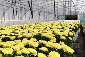 Gospodarstwo Ogrodnicze Kamińscy