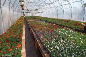 Gospodarstwo Ogrodnicze M&M Grzywacz