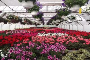 Gospodarstwo Ogrodnicze Mierzejewscy