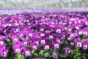 Gospodarstwo Ogrodnicze Wojciech Rosiek