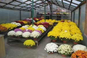 Gospodarstwo rolno-ogrodnicze B. W. Szczepańscy