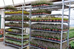 Gospodarstwo Rolno-Ogrodnicze Krzysztof Bereza