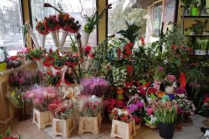 Hortensja. Kwiaciarnia. Ellerik J.