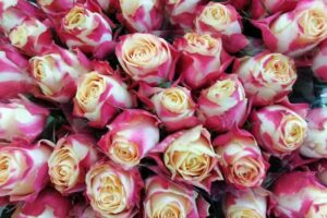 Hurtownia kwiatów. Bruzdewicz T.