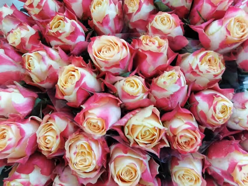 Hurtownia kwiatów. Bruzdewicz T.