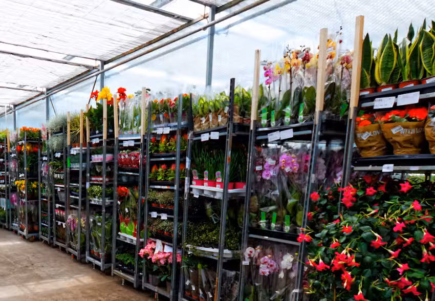 Hurtownia kwiatów Kama